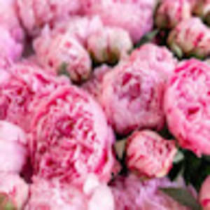 Meet your Posher, Ulku